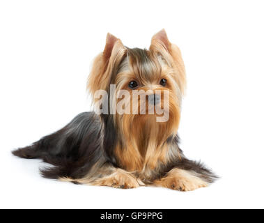 Beautiful Yorkshire Terrier with perfectly groomed long hair isolated on white Stock Photo