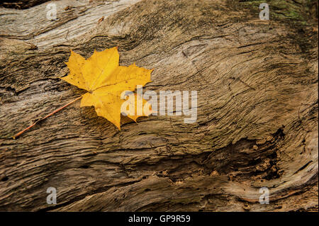 Single yellow leaf lying on a trunk of a dead tree Stock Photo