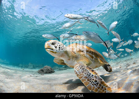 Sea Turtle and fishes in the Caribbean Stock Photo