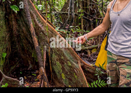 Deforestation Environmental Problem, Rainforest Destroyed For Oil Palm Plantations, Cuyabeno Wildlife Reserve, Ecuador Stock Photo