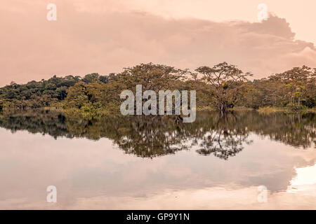 Typical Vegetation On Lagoon Grande In Cuyabeno Wildlife Reserve, South America Stock Photo