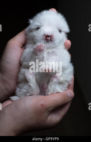 Puppy Maltese Stock Photo
