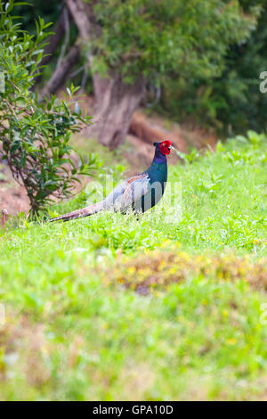 Male Green pheasant in the field.. The green pheasant, also known as Japanese green pheasant, is native to the Japanese archipelago. Stock Photo