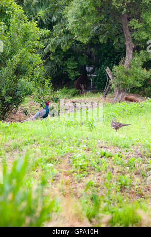 Couple of  pheasants in the  mountain. The green pheasant, also known as Japanese green pheasant, is native to the Japanese archipelago. Stock Photo