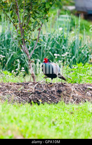 Walking Green pheasant in a paddy field. The green pheasant, also known as Japanese green pheasant, is native to the Japanese archipelago. Stock Photo