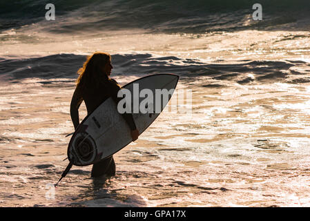 Surfing UK.  A female surfer walks out into the sea at Fistral in Newquay, Cornwall. Stock Photo
