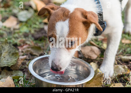 Dog drinking water from bowl Stock Photo