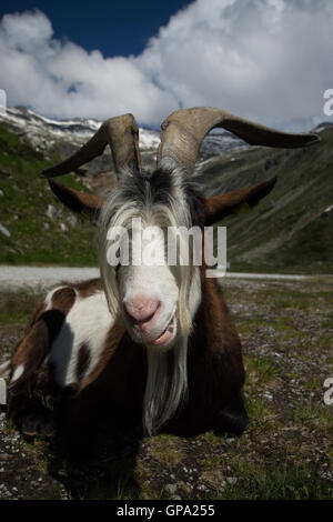 Goat at the Kölnbrein Dam. The Kölnbrein Dam is an arch dam in the Hohe Tauern range within Carinthia, Austria. Stock Photo