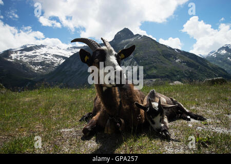 Goat at the Kölnbrein Dam. The Kölnbrein Dam is an arch dam in the Hohe Tauern range within Carinthia, Austria. Stock Photo