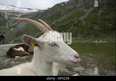 Goat at the Kölnbrein Dam. The Kölnbrein Dam is an arch dam in the Hohe Tauern range within Carinthia, Austria. Stock Photo