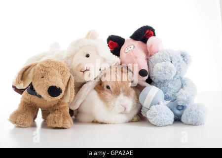 Trained pet white background studio photography. Cute animals close up photos. Purebreed show animal.'wo' ear eared funny bunny Stock Photo