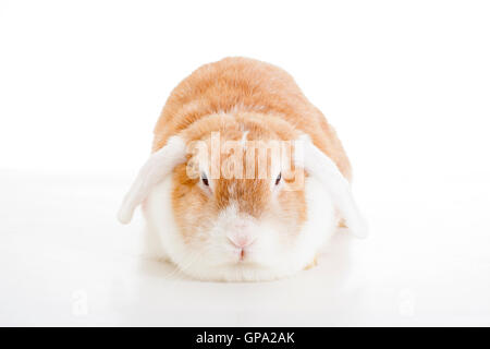 Trained pet white background studio photography. Cute animals close up photos. Purebreed show animal.'wo' ear eared funny bunny Stock Photo