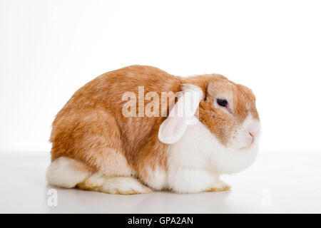 funny bunny real live lop widder nhd rabbit dwarf studio in studio photography. Cute mom rabbit, Stock Photo