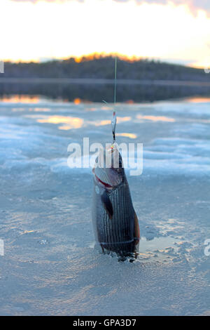 Arctic mountains and the sunset grayling fishing Stock Photo