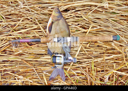fishing for bream in the reeds catch Stock Photo