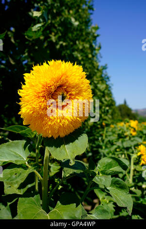 Sunflower Field in Northern California Stock Photo - Alamy