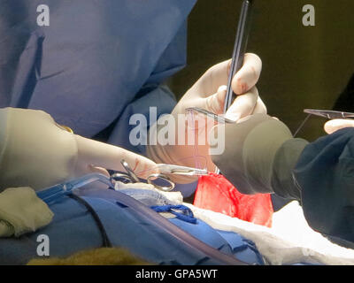 Tampa, Florida. May 3rd, 2015. The vets at Busch Gardens Tampa suturing the stomach of a lioness. Stock Photo