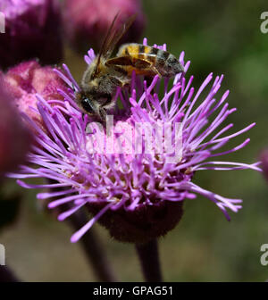 Close up  macro of hard working wild honey bee gathering pollen and nectar on a pink purple pom-pom wild flower.