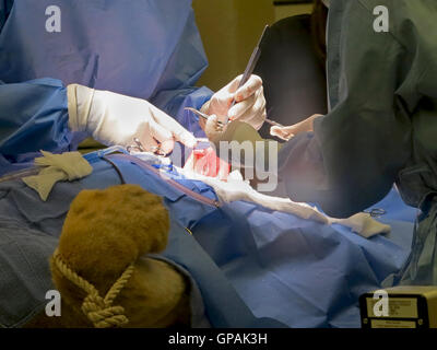 Tampa, Florida. May 3rd, 2015. The vets at Busch Gardens Tampa suturing the stomach of a lioness. Stock Photo