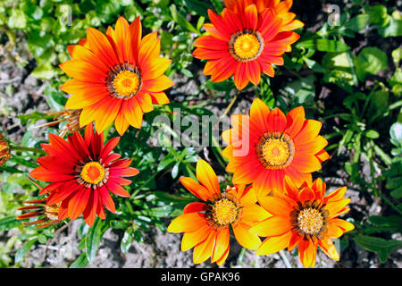 Bright Gazania sunrise (compostae) flowers in full sunlight Stock Photo