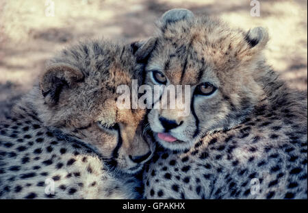 Two cute young cheetah cubs snuggle in the shade of a leafy tree in Zululand, South Africa. Cheetahs (Acinonyx jubatus) are easily identified by a spotted coat and black tear-like streaks on the face. Stock Photo