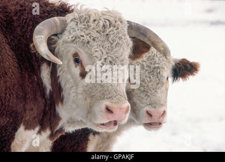 Portrait of a Handsome Hereford Bull Stock Photo - Alamy