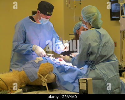 Tampa, Florida. May 3rd, 2015. The vets at Busch Gardens Tampa suturing the stomach of a lioness. Stock Photo