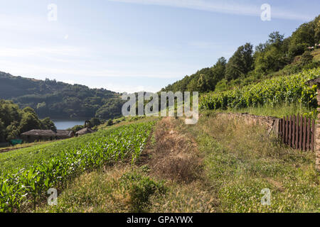 Grapes of Ribera Sacra DO in Miño river Paradela, Lugo Province, Galicia, Spain Stock Photo