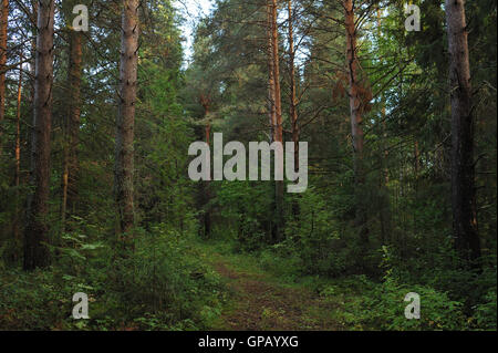 Taiga forest landscape in the rain in beginning of autumn. Stock Photo