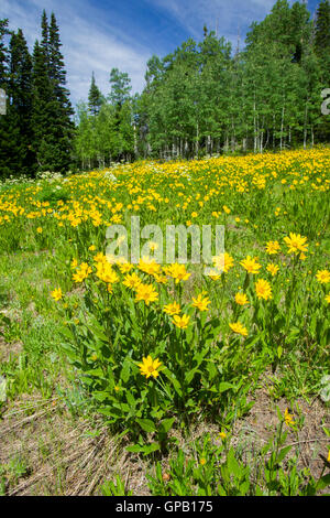 Little Sunflower (Helianthella uniflora) at Cedar Breaks National Monument, Iron County, Utah, United States Also known as Onefl Stock Photo