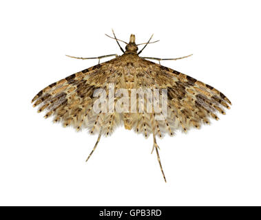 44.001 (1288) Twenty-plume Moth - Alucita hexadactyla Stock Photo