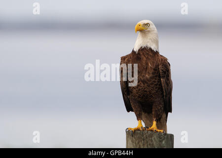 Bald Eagle (Haliaeetus leucocephalus) on post, Kissimmee, Florida, USA Stock Photo