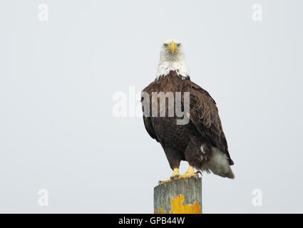 Bald Eagle (Haliaeetus leucocephalus) sitting on post looking straight into camera, Kissimmee, Florida, USA Stock Photo