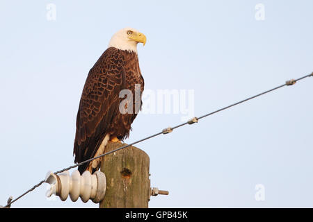 Bald Eagle (Haliaeetus leucocephalus) on pole, Kissimmee, Florida, USA Stock Photo