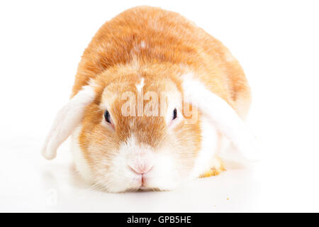 Trained pet white background studio photography. Cute animals close up photos. Purebreed show animal 'wo' ear eared Stock Photo