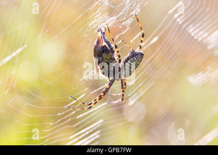 Argiope trifasciata (banded garden spider) with prey Stock Photo