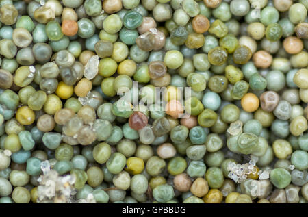 Macro photo of horseshoe crab eggs and grains of sand, Delaware Bay, America Stock Photo