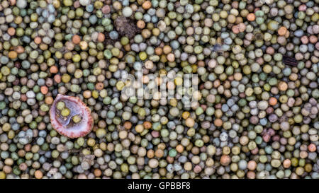 Horseshoe crab eggs and shell, Delware Bay, Delaware, America Stock Photo