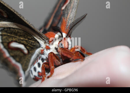 Closeup of a female Cecropia silkmoth (Hyalophora cecropia) resting on a human hand, Indiana, United States Stock Photo