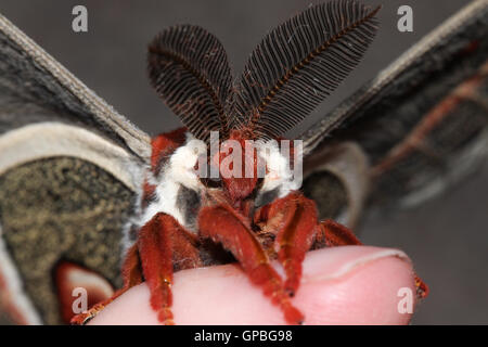 Closeup of a male Cecropia silkmoth (Hyalophora cecropia) resting on a human finger, Indiana, United States Stock Photo