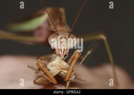 A Chinese praying mantis / giant Japanese mantis (Tenodera sinensis) eating a house cricket (Acheta domestica), Indiana, USA Stock Photo