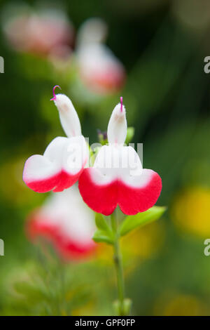 Hot Lips Salvia microphylla sage shrub. Stock Photo