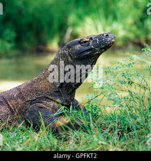 Komodo dragon. Komodo Island, Indonesia. (Varanus komodiensis) Stock Photo