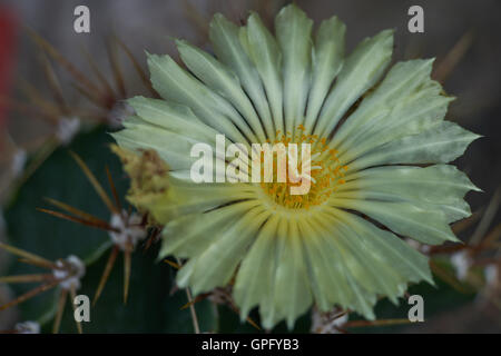 Cactus Astrophytum ornatum flower close up bishop's cap Stock Photo