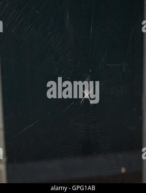 Garden spider sitting in center of web trap at night Stock Photo