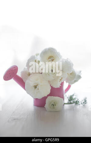 Ranunculus in a pink watering can Stock Photo