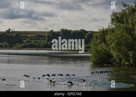 Eurasian Coot (or just known as Coot) - Fulica atra on Wilstone Reservoir, Hertfordshire, England, UK Stock Photo