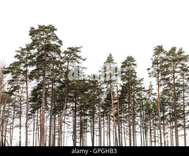 silhouette de pins