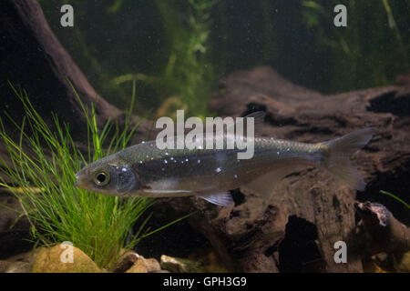 Common Bleak Underwater, UK Stock Photo