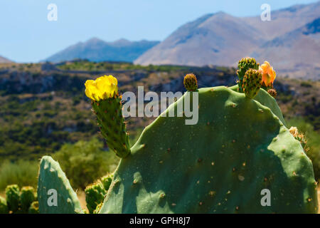 Prickly pear yellow cactus flowers and fruits.Prickly pears are commonly eaten as fruits and are thought to have medical benefit Stock Photo